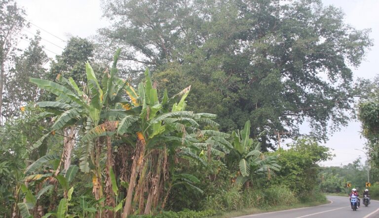 Ketika Mobil Tersangkut di Pohon Kariwaya